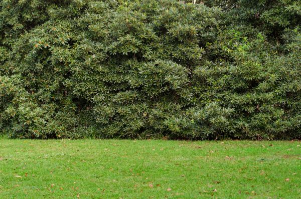 Privacy Hedge Planting in Greenville