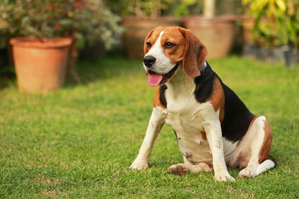Dog Friendly Landscaping in Greenville