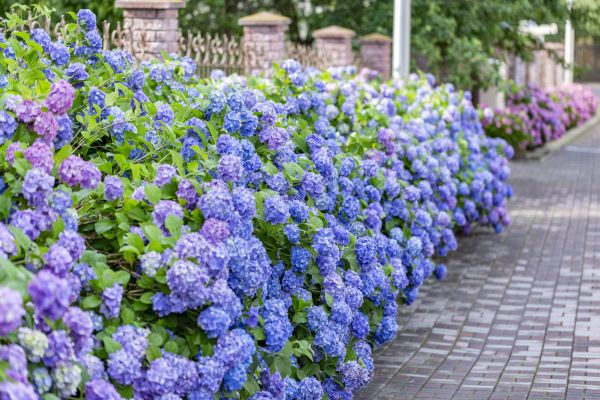 Hydrangea Landscaping in Greenville