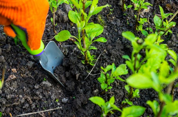 Hydrangea Planting in Greenville