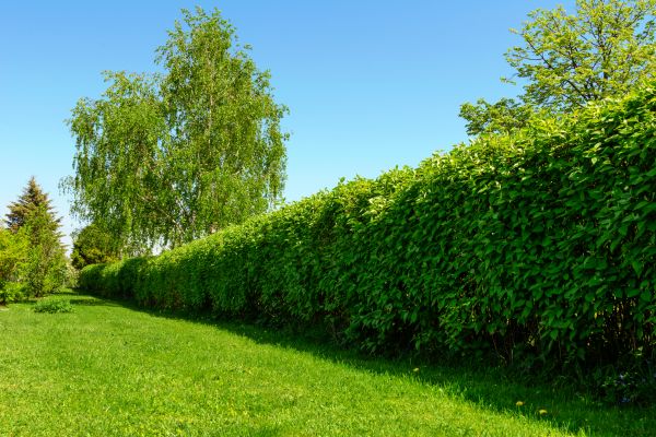 Hedge Replacement in Greenville