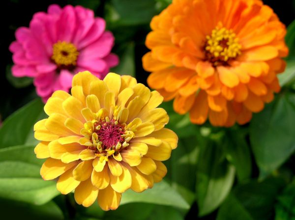 Zinnia Planting in Greenville