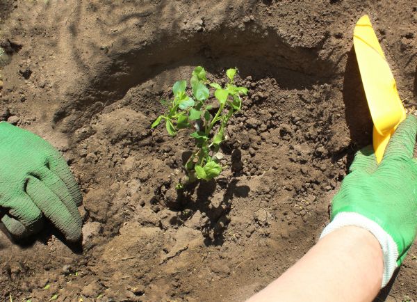 Rose Bush Planting in Greenville