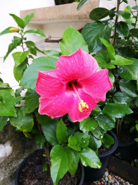 Hibiscus Planting in Greenville