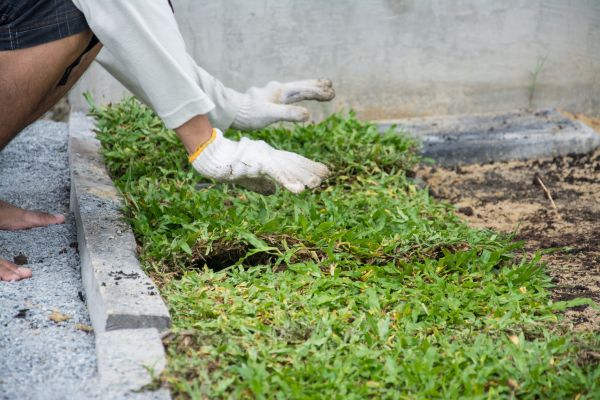 Ground Cover Planting in Greenville