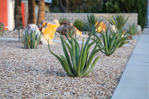 Drought Resistant Landscaping in Greenville