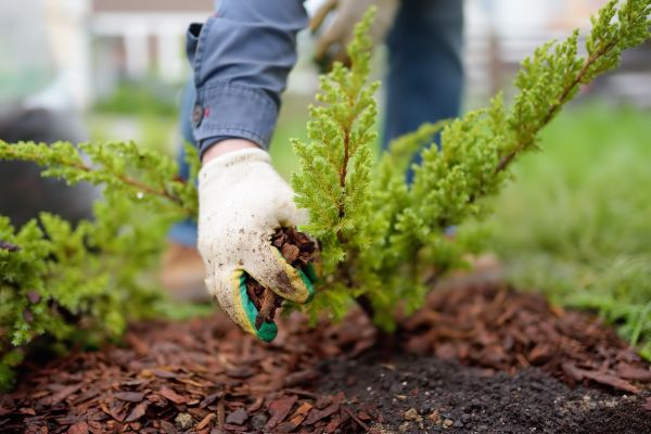 Church Mulching in Greenville