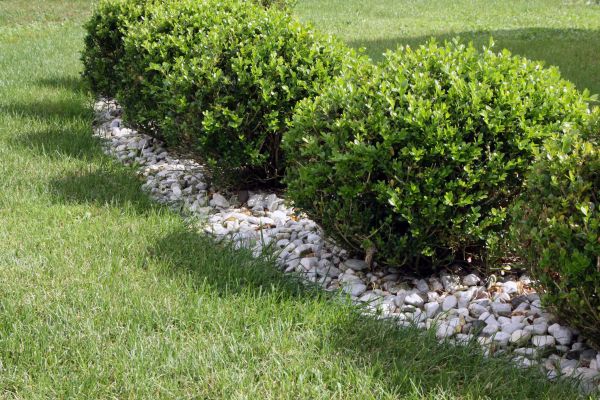Boxwood Planting in Greenville