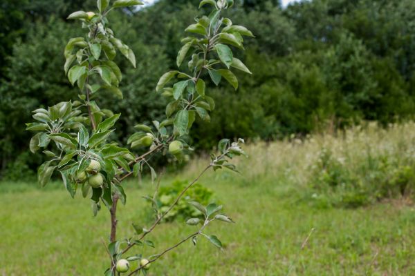 Apple Tree Planting in Greenville