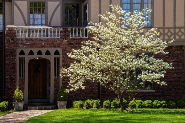 Dogwood Tree Planting in Greenville